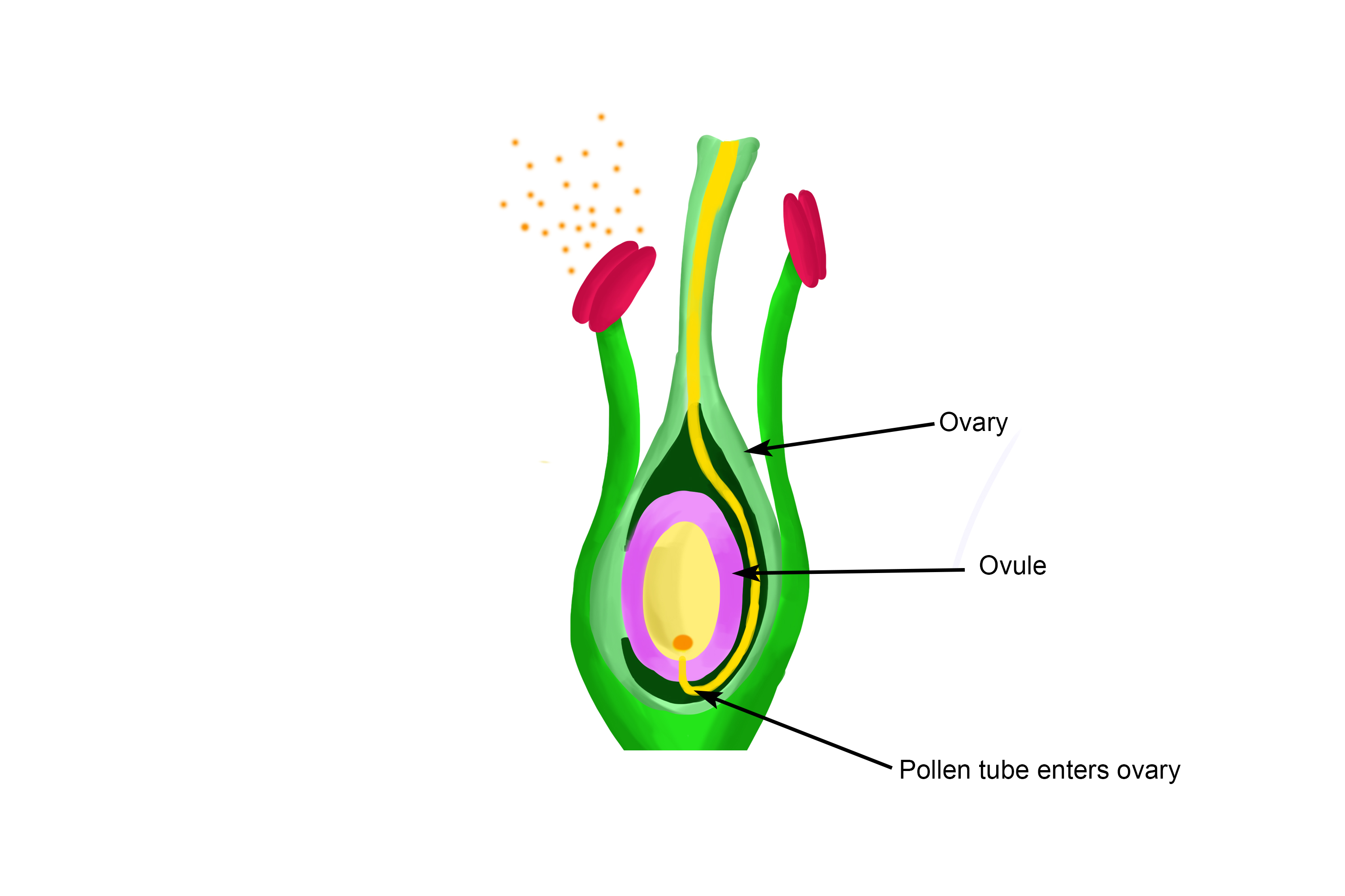 After the pollen tube enters into the ovary it then enters the ovule
